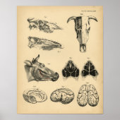 Koe Ox Skull Brain Anatomy 1908  Afdrukken Poster (Voorkant)