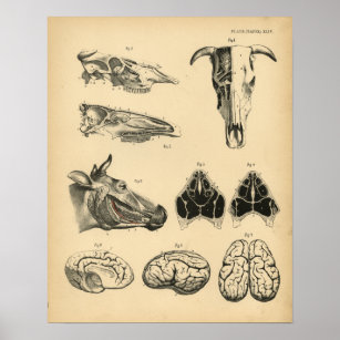 Koe Ox Skull Brain Anatomy 1908  Afdrukken Poster