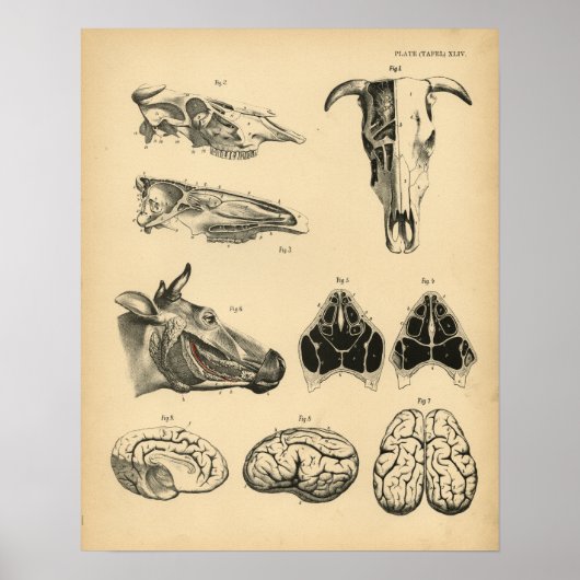 Koe Ox Skull Brain Anatomy 1908  Afdrukken Poster (Voorkant)