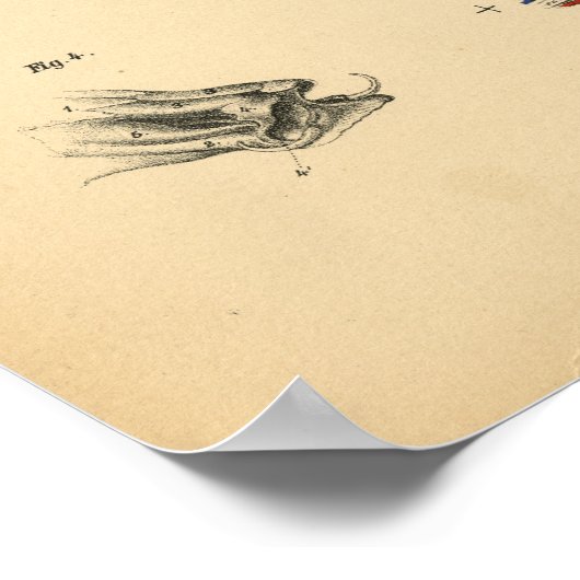 Koe Ox Skull Head Anatomy 1908  afdrukken Poster (Hoek)