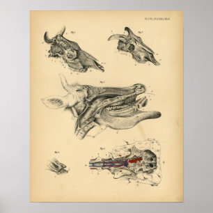 Koe Ox Skull Head Anatomy 1908  Print