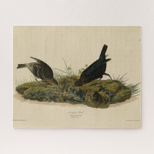 Koe-pen Bird (Cowbird) Audubon's Birds of America Legpuzzel