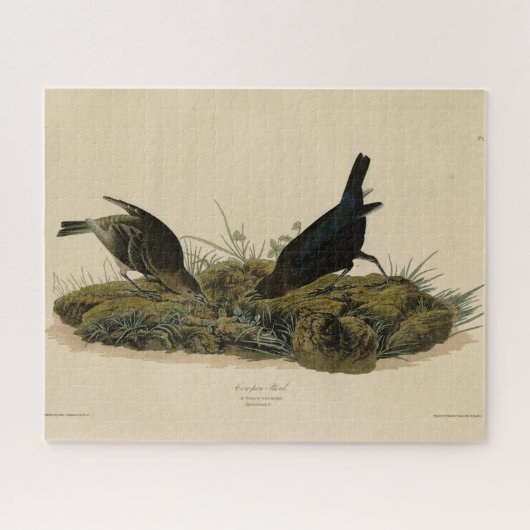Koe-pen Bird (Cowbird) Audubon's Birds of America Legpuzzel (Horizontaal)