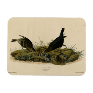 Koe-pen Bird (Cowbird) Audubon's Birds of America Magneet