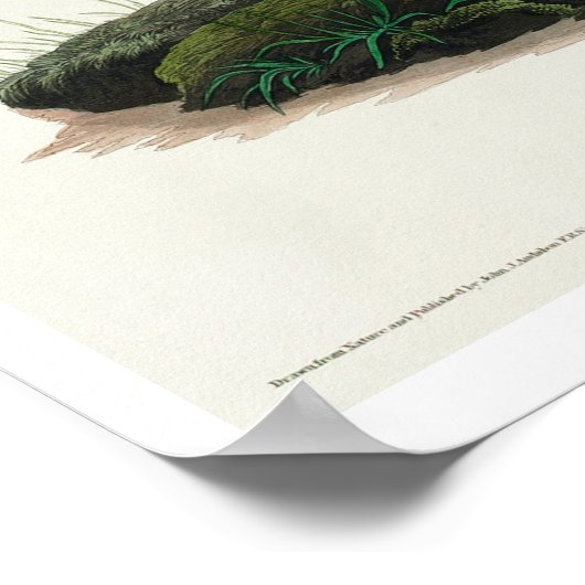 Koe-pen Vogel van Audubon Poster (Hoek)