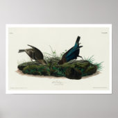 Koe-pen Vogel van Audubon Poster (Voorkant)