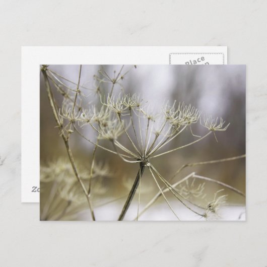 Koe peterselie briefkaart (Voorkant / Achterkant)