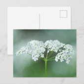 Koe Peterselie VloerBriefkaart Briefkaart (Voorkant / Achterkant)