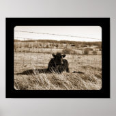 Koe Poster (Voorkant)