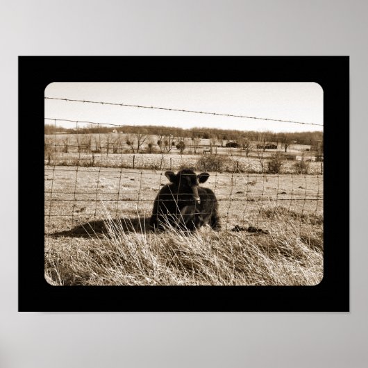 Koe Poster (Voorkant)