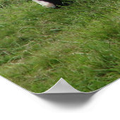 Koe Poster (Hoek)