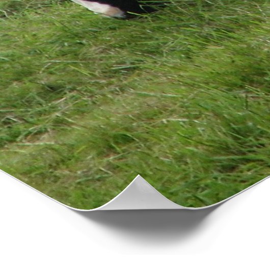 Koe Poster (Hoek)