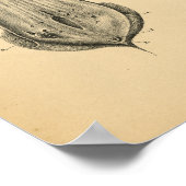 Koe Ram Sheep Anatomy 1908  Print (Hoek)