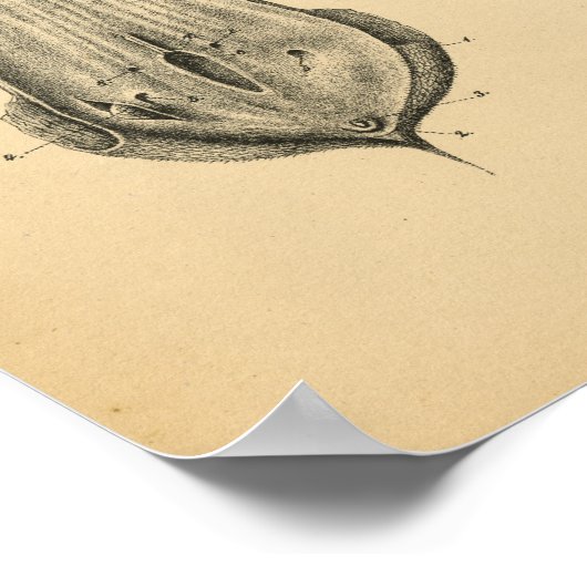 Koe Ram Sheep Anatomy 1908 Print (Hoek)