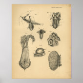 Koe Ram Sheep Anatomy 1908 Print (Voorkant)