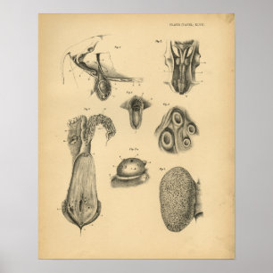 Koe Ram Sheep Anatomy 1908  Print