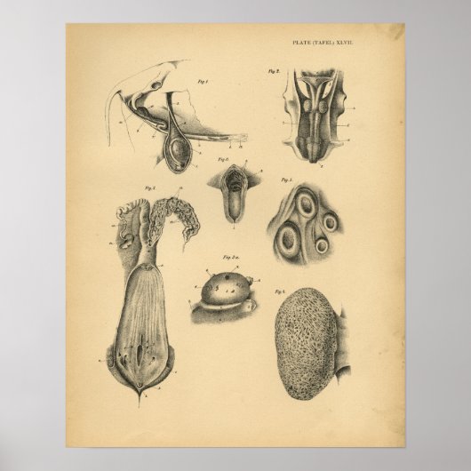 Koe Ram Sheep Anatomy 1908  Print (Voorkant)