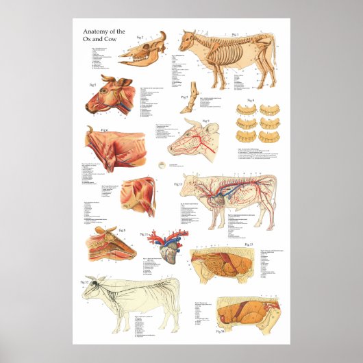 Koe Runderanatomie Grafiek 24 x 36 inch Poster (Voorkant)
