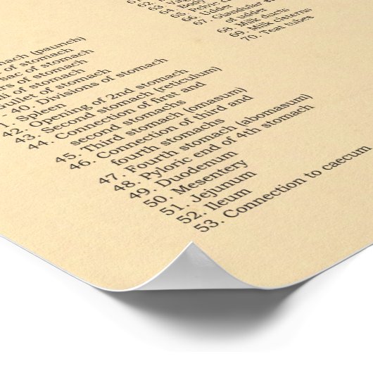 Koe Runderen Veterinaire interne anatomiegrafiek Poster (Hoek)