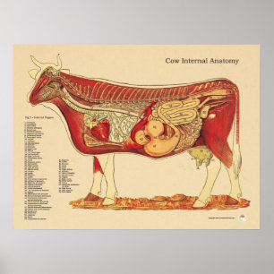 Koe Runderen Veterinaire interne anatomiegrafiek Poster