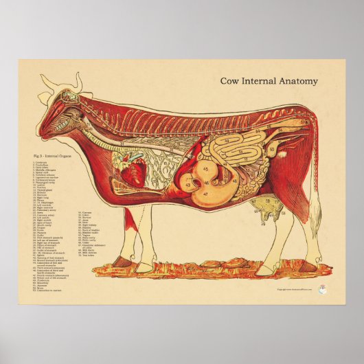 Koe Runderen Veterinaire interne anatomiegrafiek Poster (Voorkant)