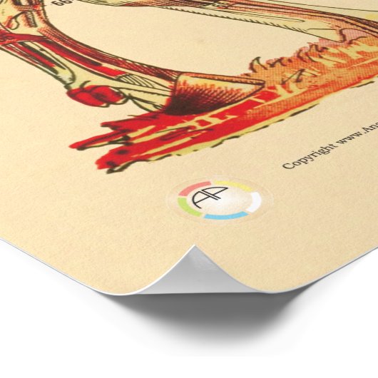 Koe Runderen Veterinaire Muscula Anatomie Grafiek Poster (Hoek)