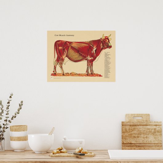 Koe Runderen Veterinaire Muscula Anatomie Grafiek Poster (Keuken)
