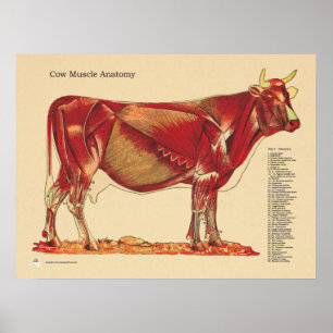 Koe Runderen Veterinaire Muscula Anatomie Grafiek Poster