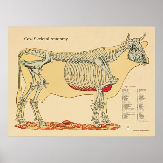Koe Runderen Veterinaire Schema van skeletanatomie Poster (Voorkant)
