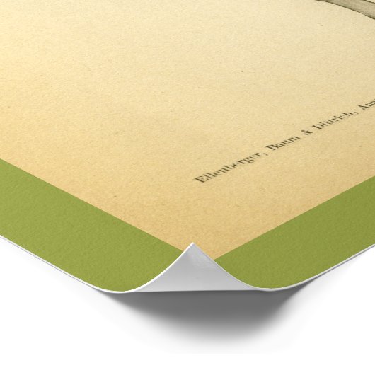 Koe Rundle  Veterinary Anatomy Print (Hoek)