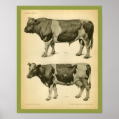 Koe Rundle  Veterinary Anatomy Print (Voorkant)
