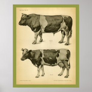 Koe Rundle  Veterinary Anatomy Print