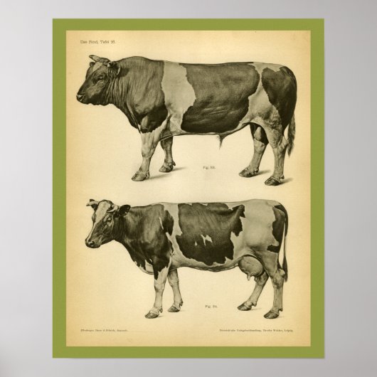 Koe Rundle  Veterinary Anatomy Print (Voorkant)
