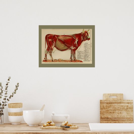 Koe Spier Anatomie Grafiek Poster (Keuken)
