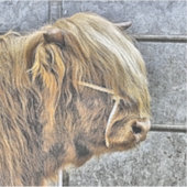 KOE STICKER (Voorkant)