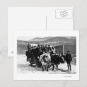 Koe Team dat Mannen in een Wagon trekt Briefkaart (Voorkant / Achterkant)