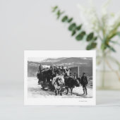 Koe Team dat Mannen in een Wagon trekt Briefkaart (Staand voorkant)