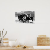 Koe Team dat Mannen in een Wagon trekt Poster (Keuken)