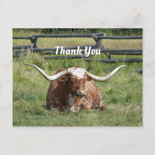 Koe Texas Longhorn Foto Bedankt Briefkaart