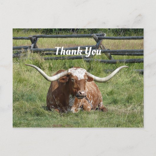 Koe Texas Longhorn Foto Bedankt Briefkaart (Voorkant)