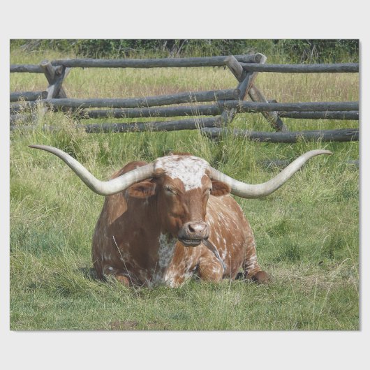 Koe Texas Longhorn Foto Cadeaupapier (Vlak)