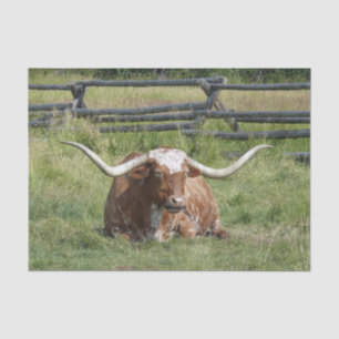 Koe Texas Longhorn Foto Tissuepapier
