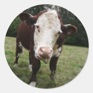 Koe tikt uit Tongue Ronde Sticker