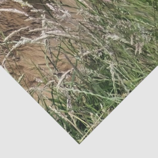 KOE TISSUEPAPIER (Detail)