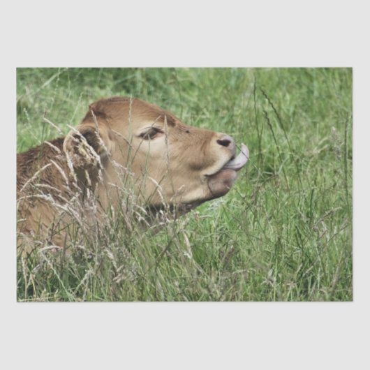 KOE TISSUEPAPIER (Voorkant)