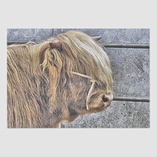 KOE TISSUEPAPIER (Voorkant)