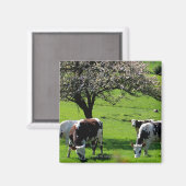 Koe van bloeiende appelbomen in Normandië Magneet (Voorkant / Achterkant)