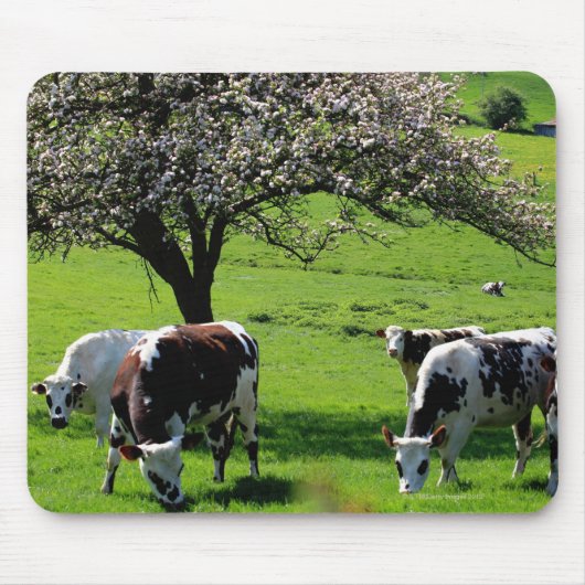Koe van bloeiende appelbomen in Normandië Muismat (Voorkant)