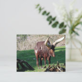 Koe van de lange hoorn 3 briefkaart (Staand voorkant)