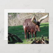Koe van de lange hoorn 3 briefkaart (Voorkant / Achterkant)